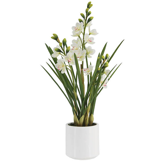 Cymbidium Orchid Real Touch 3Stem Potted Lemon White (81cmH)
