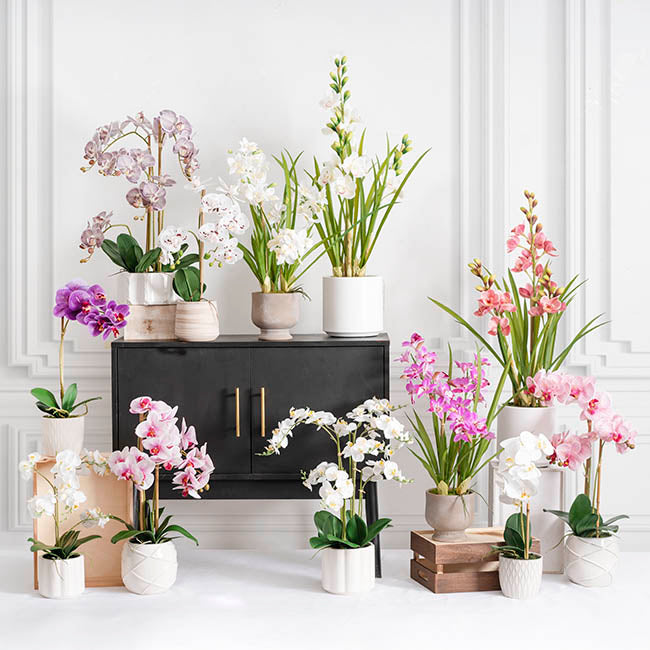 Cymbidium Orchid Real Touch 3Stem Potted Lemon White (81cmH)