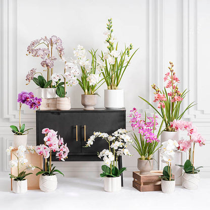 Cymbidium Orchid Real Touch 3Stem Potted Lemon White (81cmH)