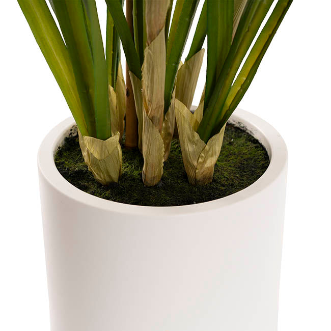 Cymbidium Orchid Real Touch 3Stem Potted Lemon White (81cmH)