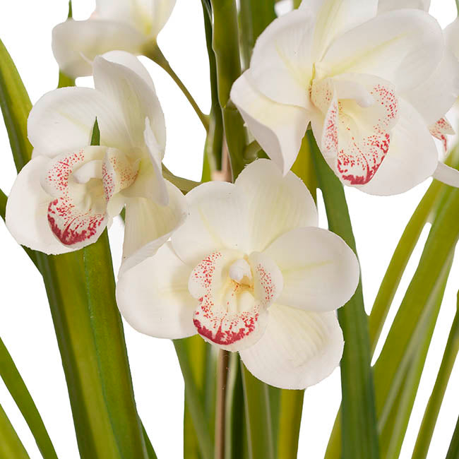 Cymbidium Orchid Real Touch 3Stem Potted Lemon White (81cmH)
