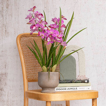 Dendrobium Orchid Real Touch 3 Stem Potted Magenta (61cmH)