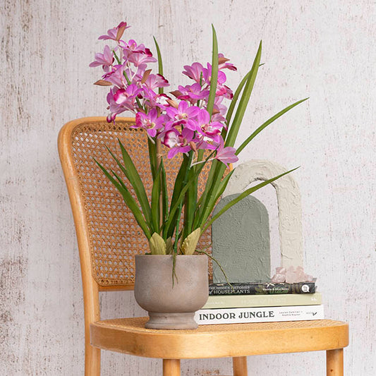 Dendrobium Orchid Real Touch 3 Stem Potted Magenta (61cmH)