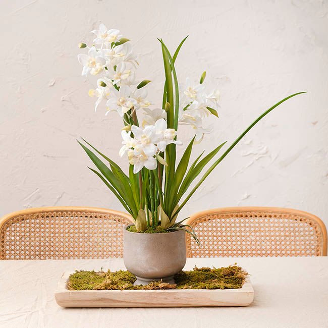 Dendrobium Orchid Real Touch 3 Stem Cement Pot White (61cmH)