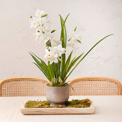 Dendrobium Orchid Real Touch 3 Stem Cement Pot White (61cmH)