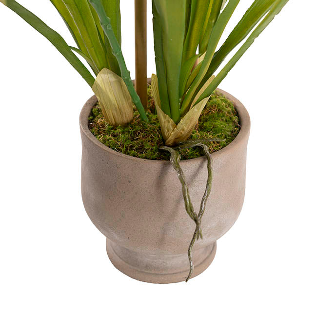 Dendrobium Orchid Real Touch 3 Stem Cement Pot White (61cmH)