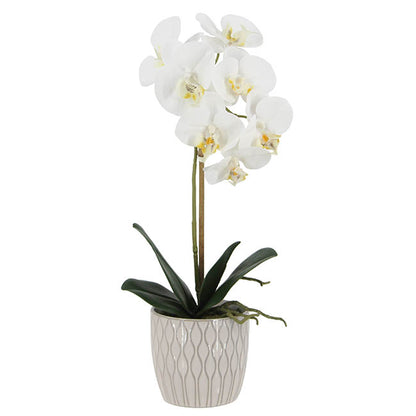 Phalaenopsis Orchid Real Touch Single Potted White (46cmH)
