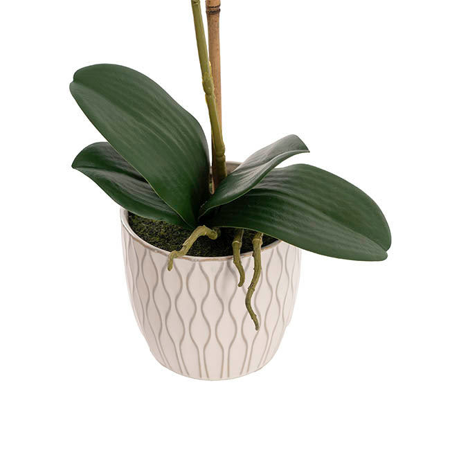 Phalaenopsis Orchid Real Touch Single Potted White (46cmH)