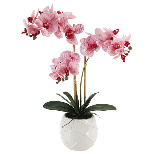 Phalaenopsis Orchid Real Touch 3Stem Potted Hot Pink (60cmH)