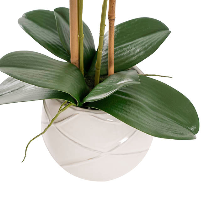 Phalaenopsis Orchid Real Touch 3Stem Potted Hot Pink (60cmH)