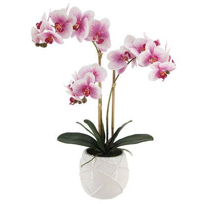 Phalaenopsis Orchid Real Touch 3Stem Potted Fuchsia (60cmH)