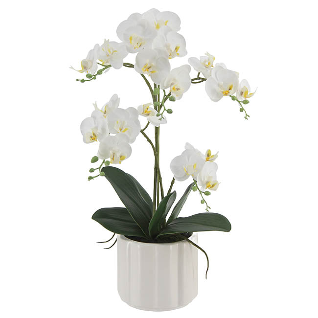 Phalaenopsis Orchid Real Touch 2 Stem Potted White (47cmH)