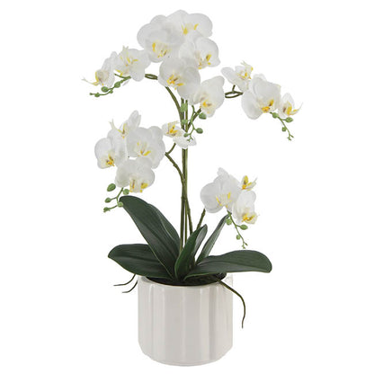 Phalaenopsis Orchid Real Touch 2 Stem Potted White (47cmH)