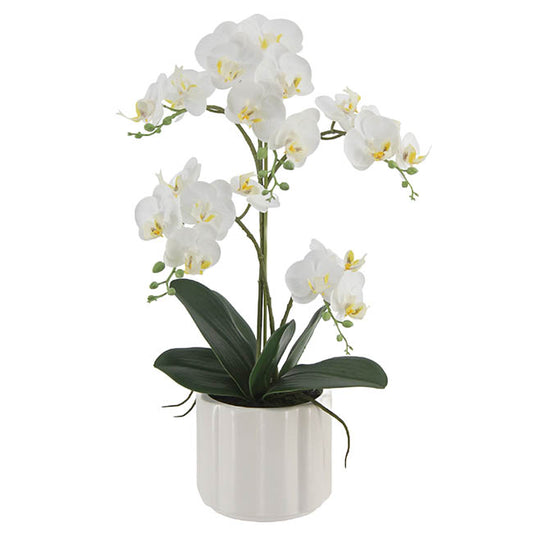 Phalaenopsis Orchid Real Touch 2 Stem Potted White (47cmH)