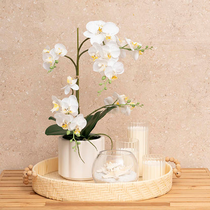 Phalaenopsis Orchid Real Touch 2 Stem Potted White (47cmH)