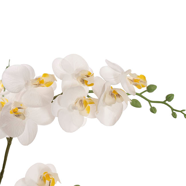 Phalaenopsis Orchid Real Touch 2 Stem Potted White (47cmH)