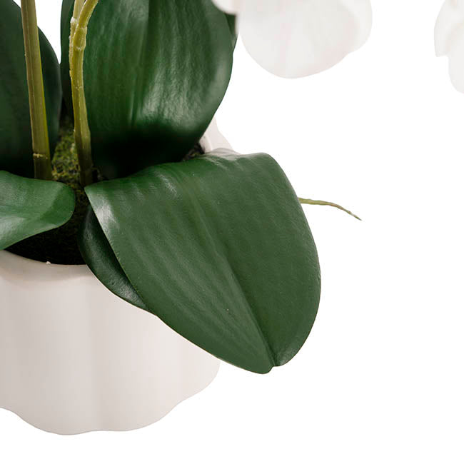 Phalaenopsis Orchid Real Touch 2 Stem Potted White (47cmH)