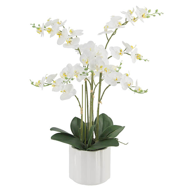 Phalaenopsis Orchid Real Touch 6 Stem Potted White (57cmH)