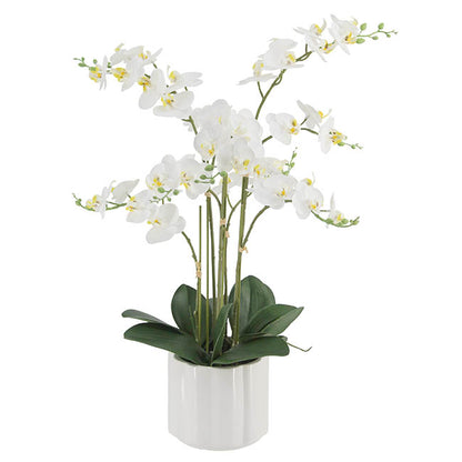Phalaenopsis Orchid Real Touch 6 Stem Potted White (57cmH)