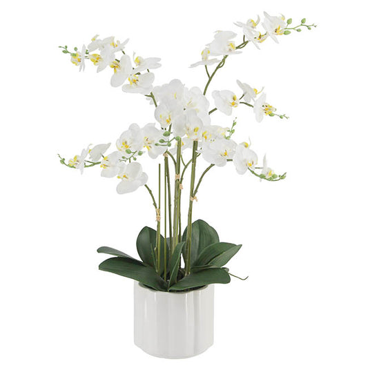 Phalaenopsis Orchid Real Touch 6 Stem Potted White (57cmH)