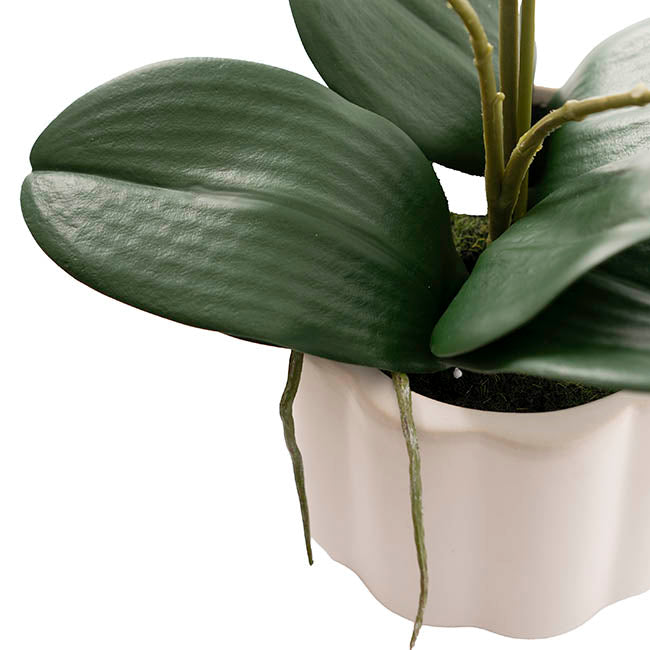 Phalaenopsis Orchid Real Touch 6 Stem Potted White (57cmH)