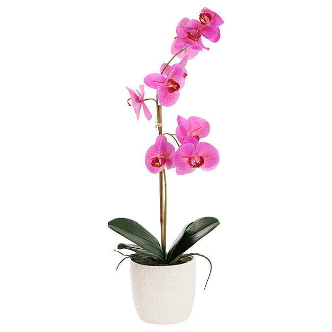 Phalaenopsis Orchid Potted Single Real Touch Fuchsia (48cmH)