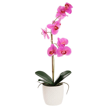 Phalaenopsis Orchid Potted Single Real Touch Fuchsia (48cmH)