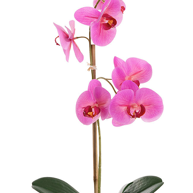 Phalaenopsis Orchid Potted Single Real Touch Fuchsia (48cmH)