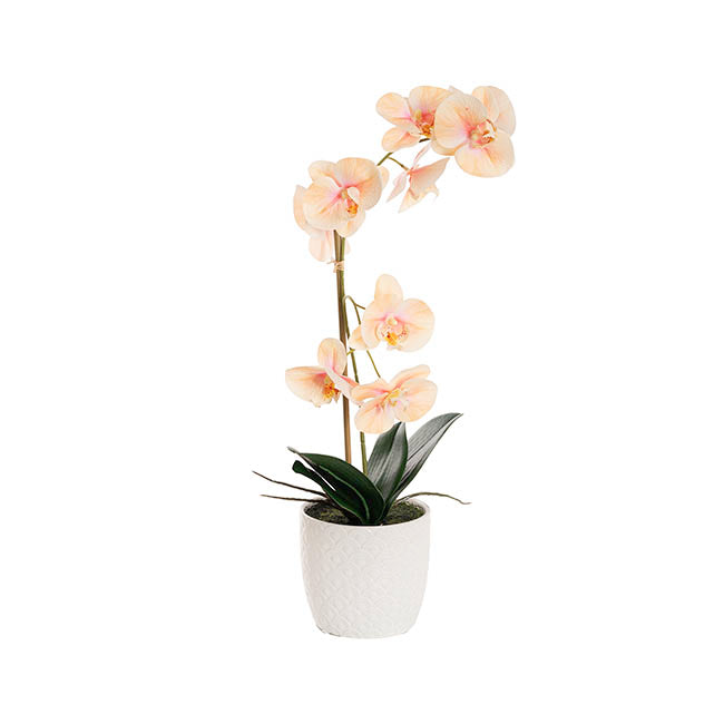 Phalaenopsis Orchid Potted Single Real Touch Peach (48cmH)