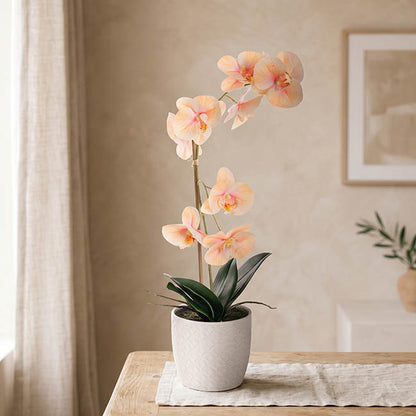 Phalaenopsis Orchid Potted Single Real Touch Peach (48cmH)
