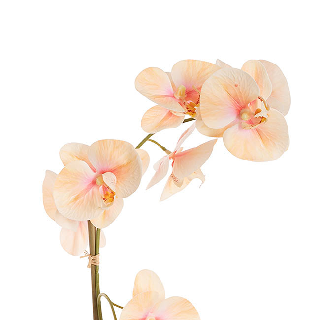 Phalaenopsis Orchid Potted Single Real Touch Peach (48cmH)