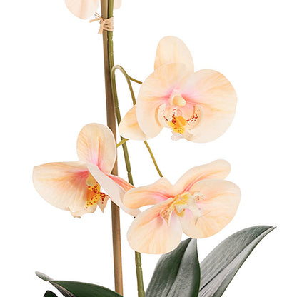 Phalaenopsis Orchid Potted Single Real Touch Peach (48cmH)