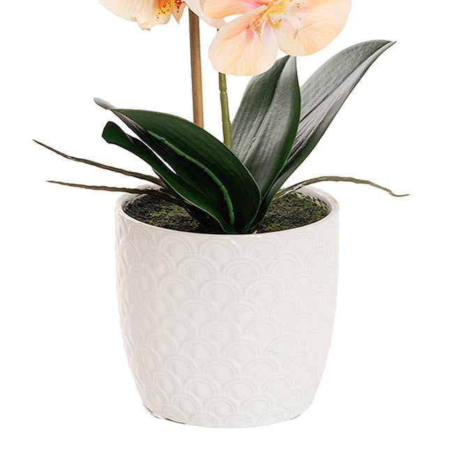 Phalaenopsis Orchid Potted Single Real Touch Peach (48cmH)
