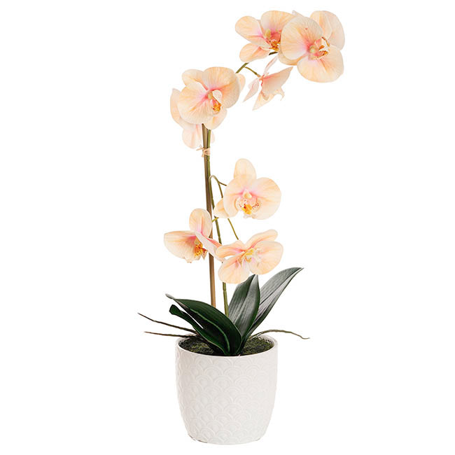 Phalaenopsis Orchid Potted Single Real Touch Peach (48cmH)