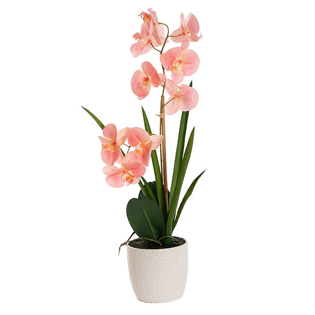 Phalaenopsis Orchid Potted Single Real Touch Pink (48cmH)