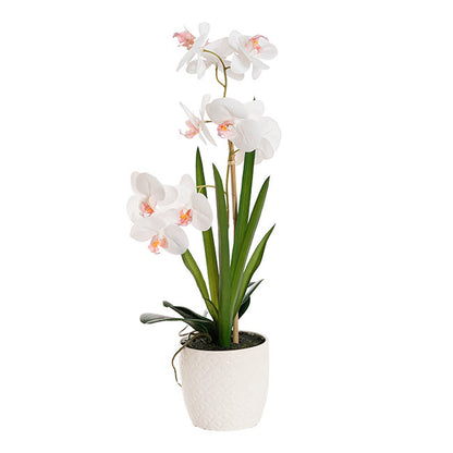 Phalaenopsis Orchid Potted Single Real Touch White (48cmH)