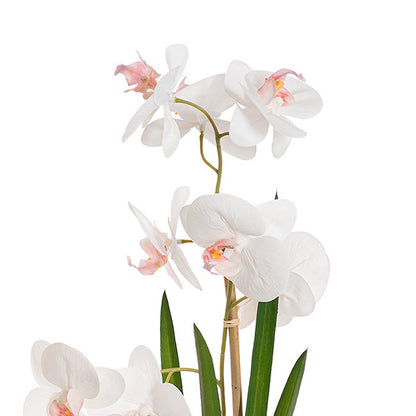 Phalaenopsis Orchid Potted Single Real Touch White (48cmH)