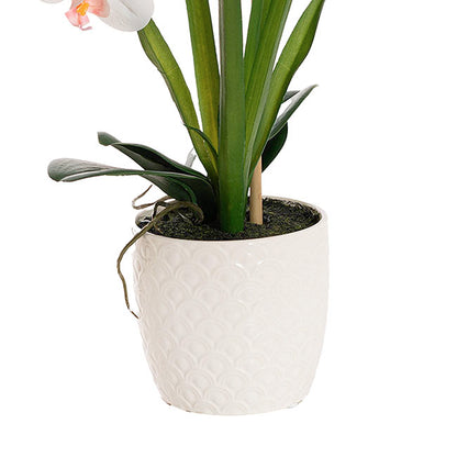 Phalaenopsis Orchid Potted Single Real Touch White (48cmH)