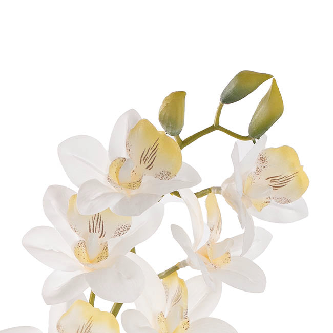 Dendrobium Orchid Stem 7 Heads Real Touch White (64cmH)