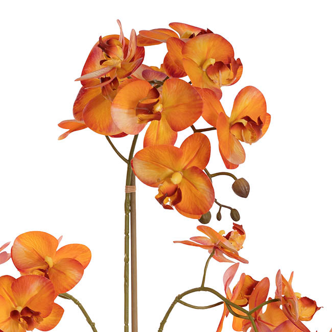 Elegant Potted Phalaenopsis Orchid Real Touch Orange (61cmH)