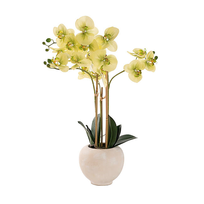 Classic Potted Phalaenopsis Orchid Real Touch Green (60cmH)