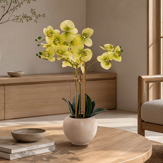 Classic Potted Phalaenopsis Orchid Real Touch Green (60cmH)