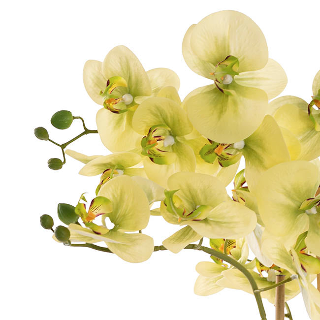 Classic Potted Phalaenopsis Orchid Real Touch Green (60cmH)
