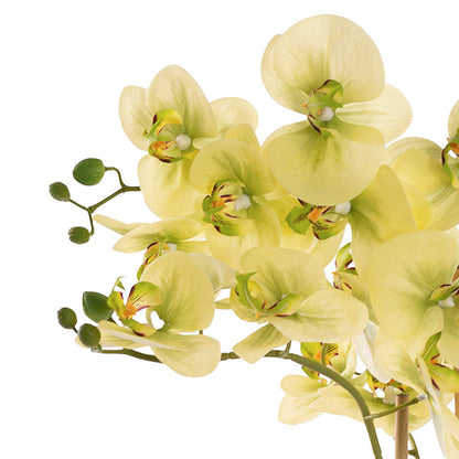 Classic Potted Phalaenopsis Orchid Real Touch Green (60cmH)