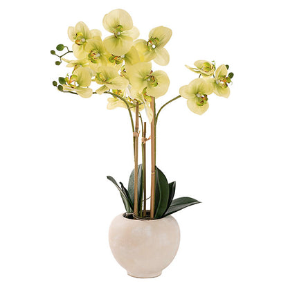 Classic Potted Phalaenopsis Orchid Real Touch Green (60cmH)