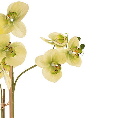 Classic Potted Phalaenopsis Orchid Real Touch Green (60cmH)