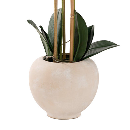 Classic Potted Phalaenopsis Orchid Real Touch Green (60cmH)