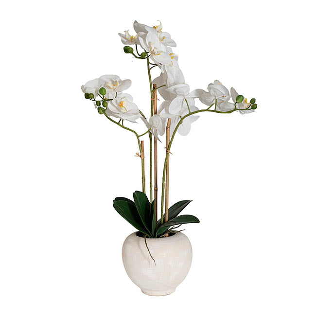 Classic Potted Phalaenopsis Orchid Real Touch White (60cmH)