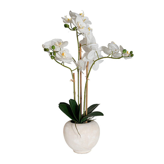 Classic Potted Phalaenopsis Orchid Real Touch White (60cmH)