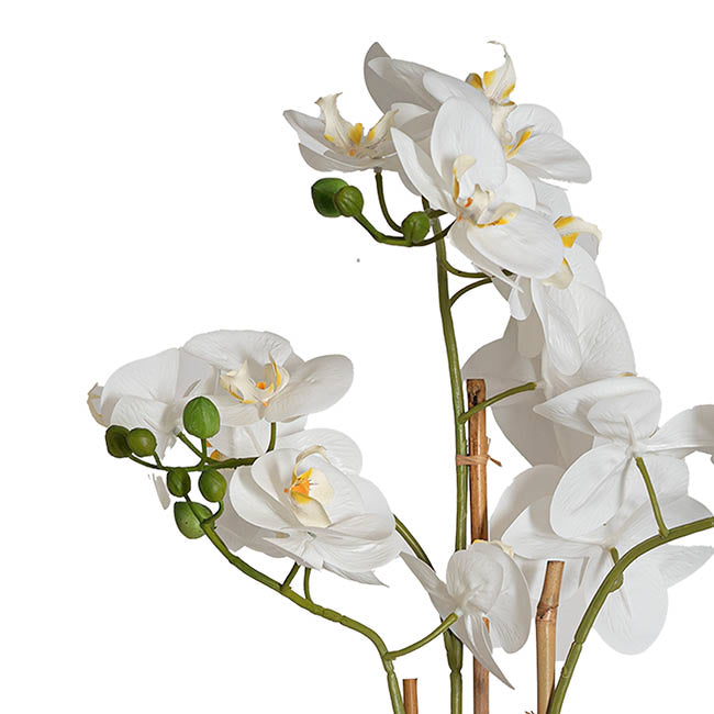 Classic Potted Phalaenopsis Orchid Real Touch White (60cmH)